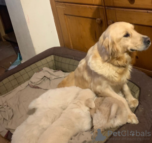 Photo №1. golden retriever - for sale in the city of Jever | 370$ | Announcement № 88608