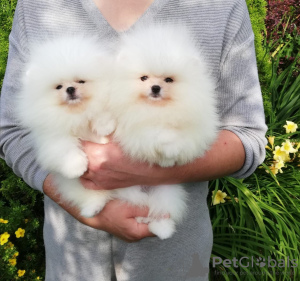 Photo №1. pomeranian - for sale in the city of Berlin | negotiated | Announcement № 102655