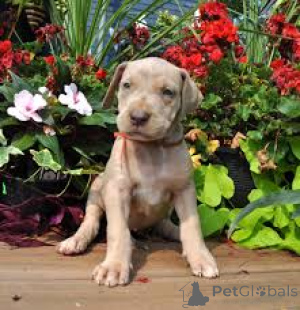 Photo №2 to announcement № 163871 for the sale of great dane - buy in Austria private announcement, breeder