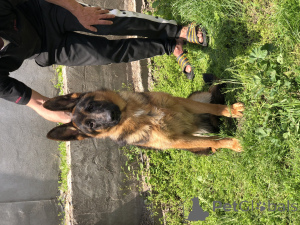 Photo №2 to announcement № 139199 for the sale of german shepherd - buy in Serbia 