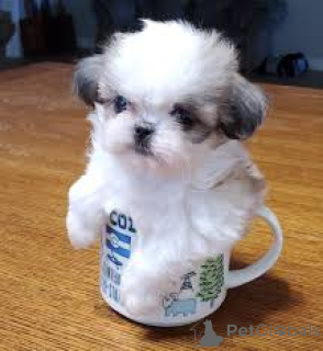 Photo №1. shih tzu - for sale in the city of Berlin | negotiated | Announcement № 136784