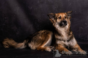 Photo №3. Metis collie dog Malibu in good hands. Russian Federation