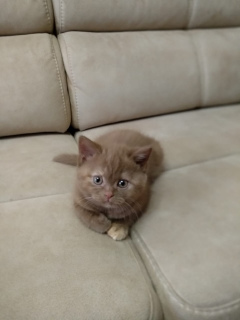 Photo №2 to announcement № 2043 for the sale of british shorthair - buy in Russian Federation from nursery