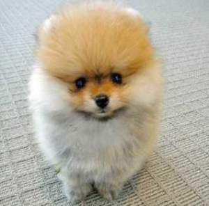 Photo №2 to announcement № 879 for the sale of pomeranian - buy in Switzerland private announcement