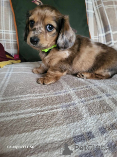 Additional photos: long-haired miniature dachshund