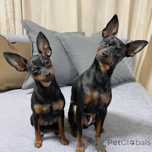 Photo №4. I will sell dobermann in the city of Berchtesgaden. breeder - price - 424$