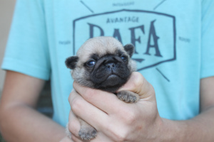 Photo №2 to announcement № 3417 for the sale of pug - buy in Russian Federation from nursery