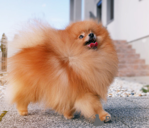 Photo №4. I will sell pomeranian in the city of Szombathely. breeder - price - 2219$