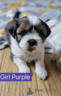 Photo №2 to announcement № 147676 for the sale of shih tzu - buy in United States breeder