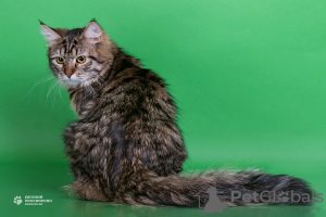 Photo №1. siberian cat - for sale in the city of Североморск | negotiated | Announcement № 67447