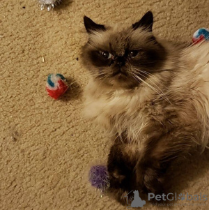 Photo №1. himalayan cat - for sale in the city of Montevideo | 800$ | Announcement № 111721