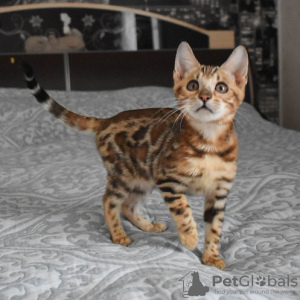 Photo №4. I will sell bengal cat in the city of Prague.  - price - negotiated