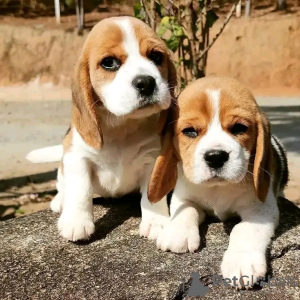 Photo №3. Beautiful beagle puppies are for sale Business WhatsApp 37062044902. Hungary