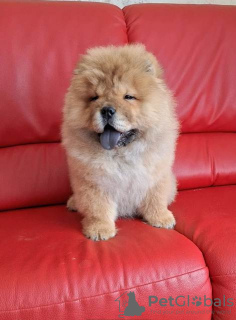 Photo №4. I will sell chow chow in the city of Zrenjanin.  - price - negotiated