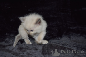 Photo №4. I will sell ragdoll in the city of Мадрид. breeder - price - 402$