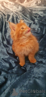 Photo №3. Pedigree Maine Coon Kittens available now. Netherlands