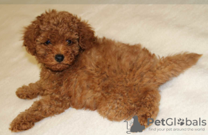 Photo №4. I will sell poodle (toy) in the city of Torun. private announcement - price - 2214$