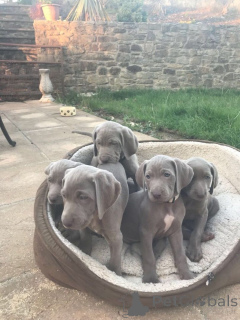 Photo №1. weimaraner - for sale in the city of Erftstadt | 329$ | Announcement № 147618