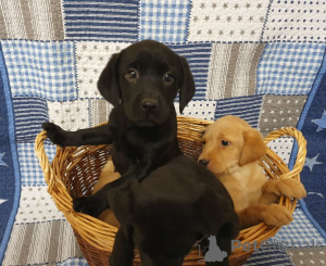 Photo №2 to announcement № 164882 for the sale of labrador retriever - buy in Belgium private announcement, breeder
