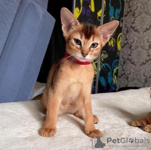 Photo №1. abyssinian cat - for sale in the city of Куопио | Is free | Announcement № 129146