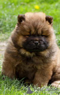 Photo №2 to announcement № 97589 for the sale of chow chow - buy in Serbia 