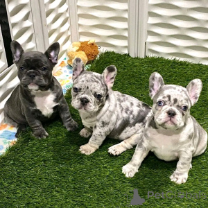 Photo №4. I will sell french bulldog in the city of Alabama Shores. private announcement, breeder - price - 1500$