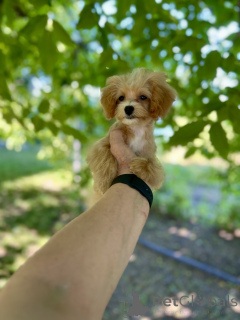 Photo №1. maltipu - for sale in the city of Balti | negotiated | Announcement № 145740