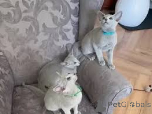 Photo №3. Stunning Russian Blue Kitten Available. Luxembourg