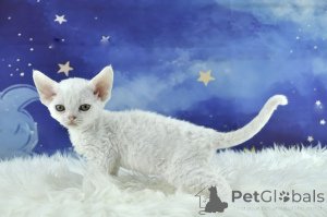 Photo №3. Devon Rex -pennut valmiina uusiin koteihin. Finland