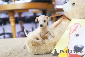 Photo №1. chihuahua - for sale in the city of Delaware City | negotiated | Announcement № 152843