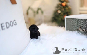 Photo №2 to announcement № 177665 for the sale of poodle (toy) - buy in Switzerland breeder