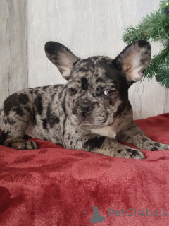 Photo №4. I will sell french bulldog in the city of Brest. private announcement - price - negotiated
