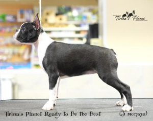Photo №2 to announcement № 906 for the sale of boston terrier - buy in Russian Federation from nursery