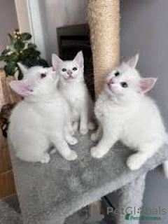 Photo №1. turkish angora - for sale in the city of Paris | 516$ | Announcement № 165509