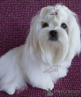Photo №1. maltese dog - for sale in the city of Kiev | 700$ | Announcement № 60465