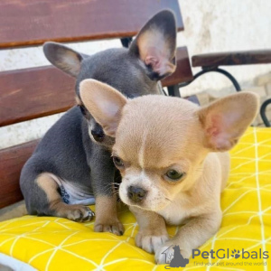 Photo №3. Beautiful Chihuahua puppies for sale. Germany