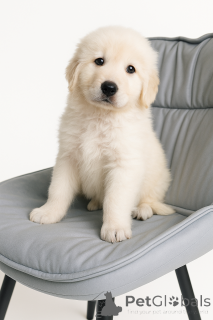 Photo №4. I will sell  in the city of Kiev. private announcement - price - negotiated