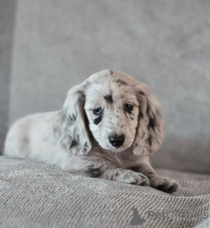 Photo №1. dachshund - for sale in the city of Alkmar | negotiated | Announcement № 167169