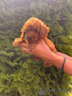 Photo №4. I will sell poodle (toy) in the city of Vilovo. breeder - price - negotiated