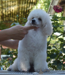 Photo №3. White Miniature Poodle puppies. Serbia