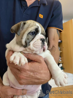 Additional photos: English bulldog