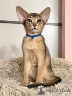Photo №1. abyssinian cat - for sale in the city of Rotterdam | 516$ | Announcement № 166984