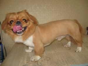 Additional photos: Dog grooming mini-breeds at home