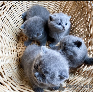 Photo №2 to announcement № 72819 for the sale of scottish fold - buy in Finland private announcement, breeder