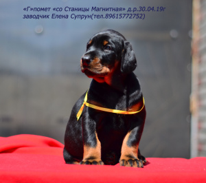Additional photos: Dobermans-puppies, kennel & quot; from Magnitnaya Stanitsa & quot;