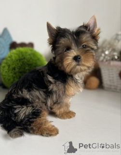 Photo №4. I will sell yorkshire terrier in the city of Berlin. private announcement, from the shelter - price - 568$