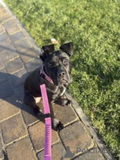 Photo №2 to announcement № 168839 for the sale of cane corso - buy in United States breeder