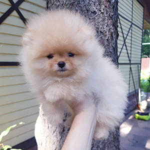 Photo №2 to announcement № 3331 for the sale of pomeranian - buy in Russian Federation breeder