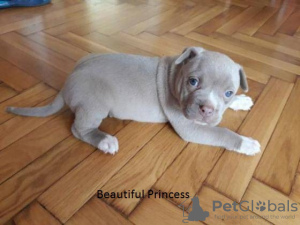 Photo №1. american pit bull terrier - for sale in the city of Leipzig | negotiated | Announcement № 124949