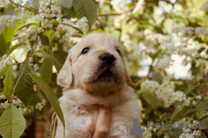 Photo №2 to announcement № 49068 for the sale of golden retriever - buy in Russian Federation breeder